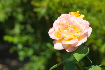 Lush garden with pretty rose wilting on its branch