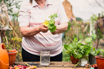 An elderly woman in light clothes of European appearance looks after a green young plant outdoors at an old working wooden table with flower pots. Plant care concept