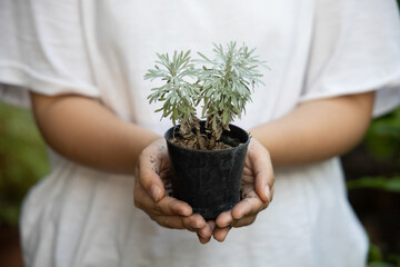 hand holding green seedling spring gardening