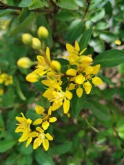 A bunch of yellow flowers Looks outstanding on green leaves, very beautiful.