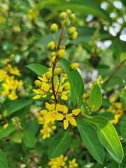 A bunch of yellow flowers Looks outstanding on green leaves, very beautiful.