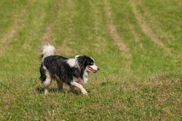 Obraz na płótnie Canvas Herding Dog Steps Right Grass in Mouth