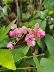 Pink flowers with delicate petals It looks outstanding on the green leaf background, very beautiful.