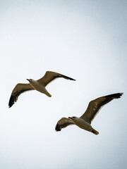 Möwen im Flug am Strand 