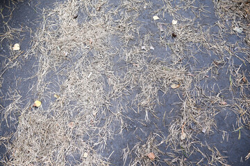 pine needles and yellow leaves on wet dark asphalt. Autumn landscape or background