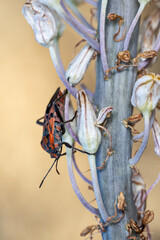 Lygaeus saxatilis. Bedbug in its natural environment.