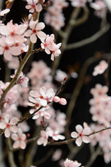 cerisier en fleures - 384825303