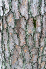 松の木　幹の皮、表面アップ（縦）