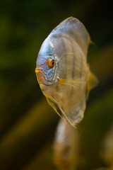 Discus Fish or Pompadour Fish or Symphysodon Fish  swimming underwater, blur 