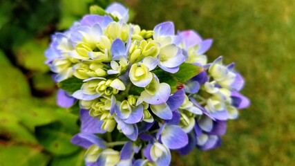 Newly budding hydrangea flower with white green and blue buds.