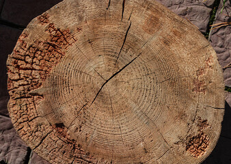Wood cut with natural texture closeup