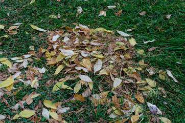Dry autumn leaves and needles on a green lawn in the foreground