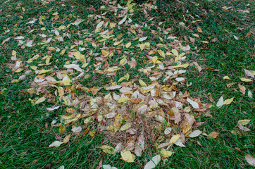 Dry foliage and needles on green grass in the center