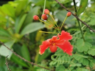 Red flowers with thin petals Look outstanding on green leaves, very beautiful.