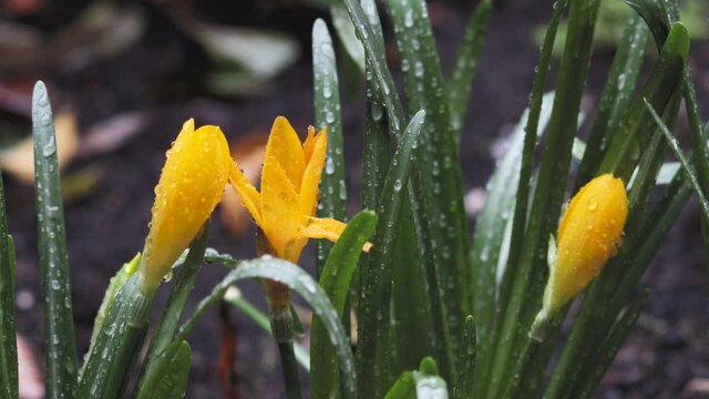 Yellow garden snow crocus or golden crocus (Crocus chrysanthus) flowers on the rain close up selective focus