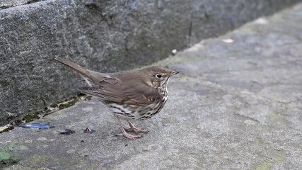 a Song Thrush in shock recovering from a crash against a window