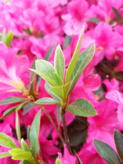 primer plano de hojas verdes finas de planta con fondo de flores rosas y fucsias, abiertas, con fondo desenfocado, con luz natural 