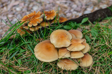 Mushrooms in the grass with needles
