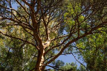 Obraz premium Trunk, pine branches and green-yellow birch leaves against the blue sky