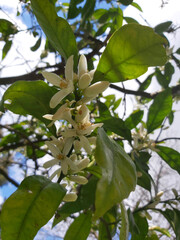 primer plano de flores de pequeños pétalos blancos , rodeadas de hojas verdes, con ramas de arboles detrás