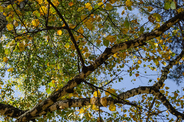 Golden autumn birch leaves branches on a blue sky background