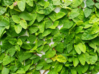 primer plano de hojas de hiedra verdes, planta enredadera, creciendo sobre pared pintada de blanco, cubierta, fondo 