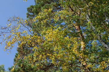 Golden autumn birch leaves and pine branches on a blue sky background