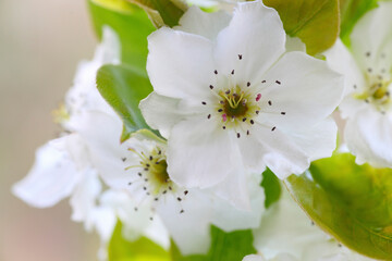 Obraz na płótnie Canvas 透きとおる白い花びらの梨の花