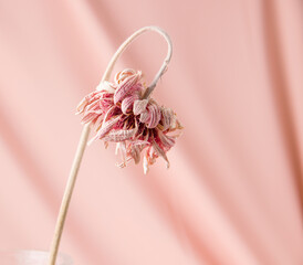 Pink background with dry flower. Copy space