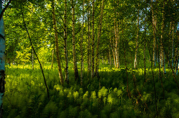Fototapeta na wymiar birch trees in dense thickets of fern.