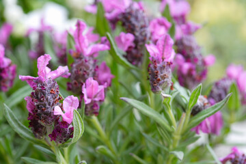 庭に咲くラベンダー