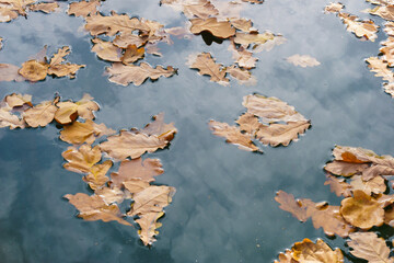 Autumn oak leaves float in the water.