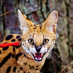 serval wild cat against autumn yellow background