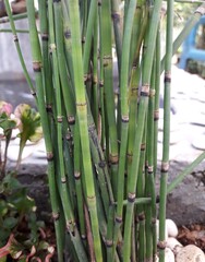 Obraz premium close up of bamboo