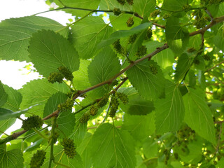 Naklejka premium ramas de árbol de moras, con frutos de pequeñas moras, aun verdes, entre sus hojas, vista desde abajo con cielo de fondo 