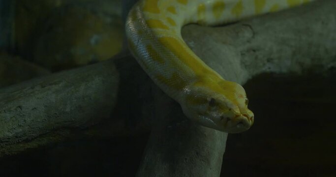 Close up profile of a pythons crawling on rocks, Yellow Reticulated python.