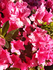 fondo de flores abiertas de pétalos rosas abiertas, rodeadas de hojas verdes, con luz de sol rasante