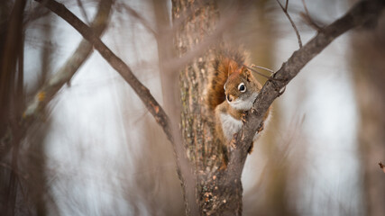 Wild Squirrel
