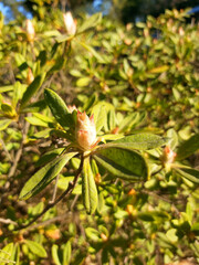 pequeño pimpollo de flor, con hojas finas verdes, en primer plano con fondo de planta con hojas desenfocadas con luz de sol rasante 