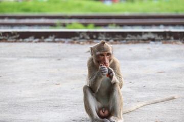 monkeys sit in Sathana Park waiting to eat the food that the people bring