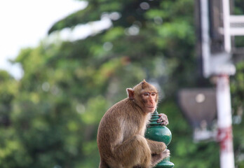 monkeys sit in Sathana Park waiting to eat the food that the people bring