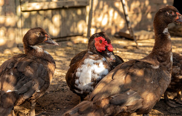 Muscovy ducks are found in a traditional rural barn. Free-range poultry concept.