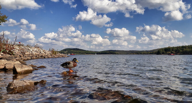 Ente alleine am leeren Bostalsee im Saarland