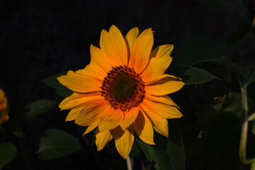Sonnenblume, Blüte, Sommer, Sonne