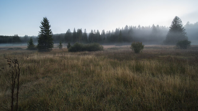 moor landscape in the fog in the landscape protection area The nature reserve Kirchspielwald-Ibacher Moos in southern germany,  is a significant moor area nationwide with numerous endangered animal an