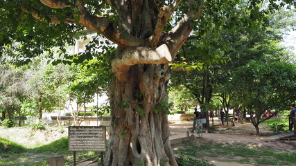 Cambodia Phnom Penh－August 2, 2016: Dark history in Killing Field and Toul Sleng Genocide Museum (S21) in Phnom Penh. The bloody days of executed around 20,000 victims.