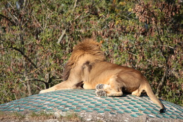 A lion resting on a wooden dome