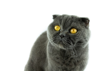Fototapeta premium Cat scottish fold portrait on white isolated background