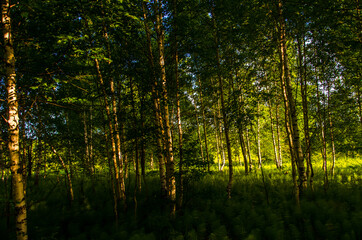 Obraz premium birch trees in dense thickets of fern.