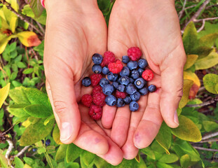 Top view raspberries and blueberries mix in hands at leaves background
